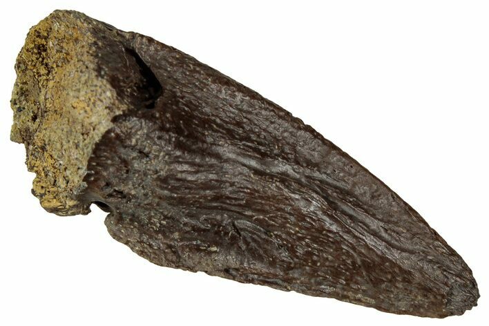 Cretaceous Fossil Soft-Shelled Turtle (Trionyx) Claw - Montana #356972